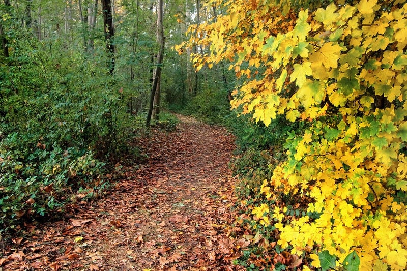 Scenic trails