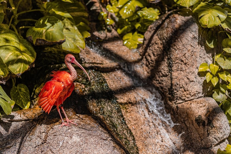 Tropical biodiversity