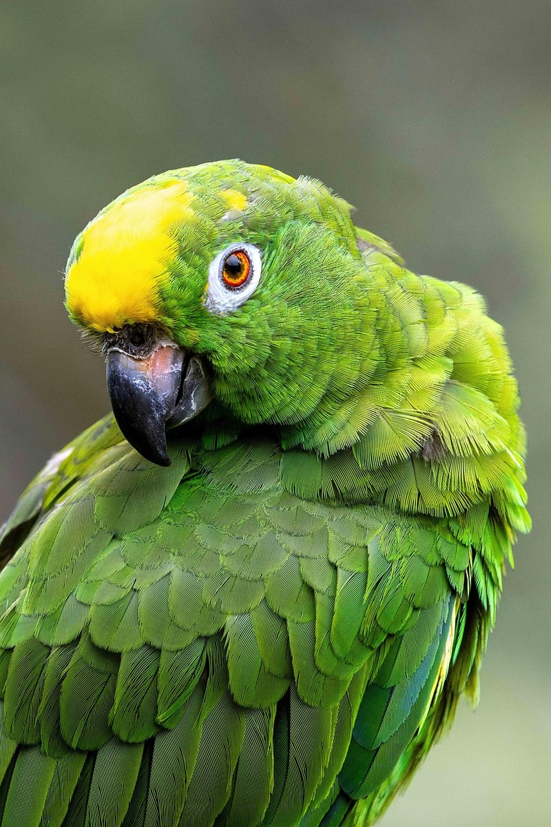 Amazon Rainforest wildlife