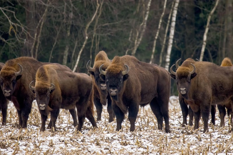 Bison in Yellowstone National Park