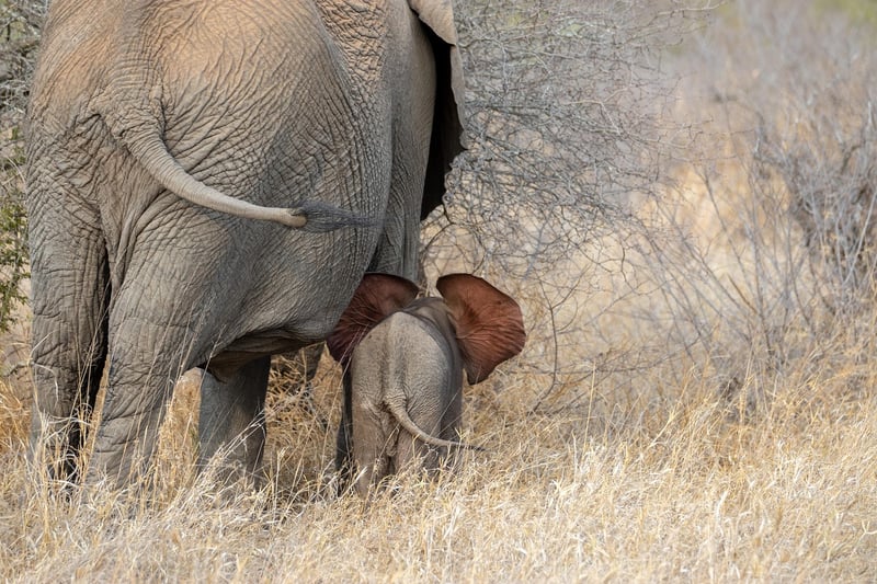 Elephants in Maasai Mara National Reserve